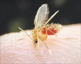 Egyptian Sand Fly